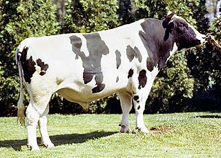 How a Genetic Mutation From 1 Bull Caused the Loss of Half a Million Calves  Worldwide | College of Biological Sciences