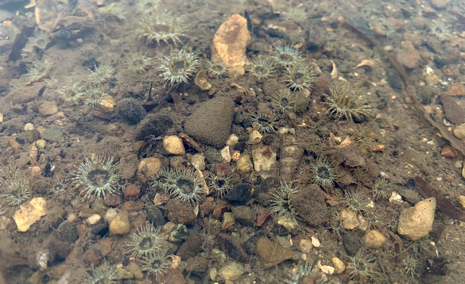 Small Brown Sea Anemones (Anthopleura hermaphroditica), which both scholars are studying. Native to the waters around Chile, Australia, and New Zealand, the species has only recently been spotted north of the equator.