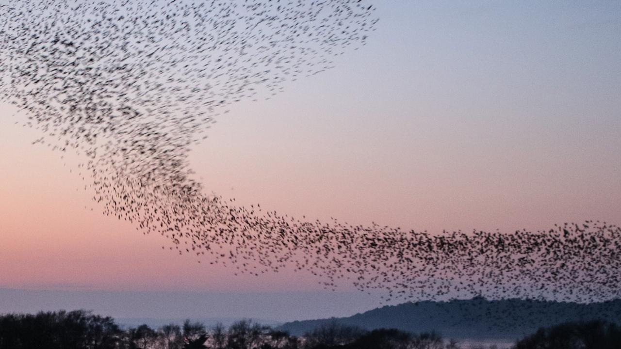 Bird Brain Maps: Study Explores the Neuroecology of Flocking in Birds  College of Biological 