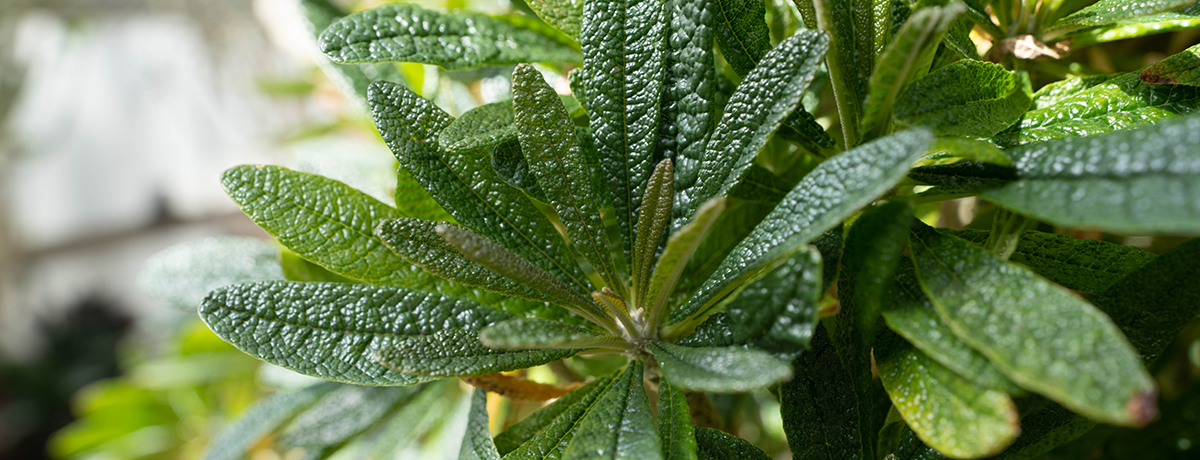 Plants