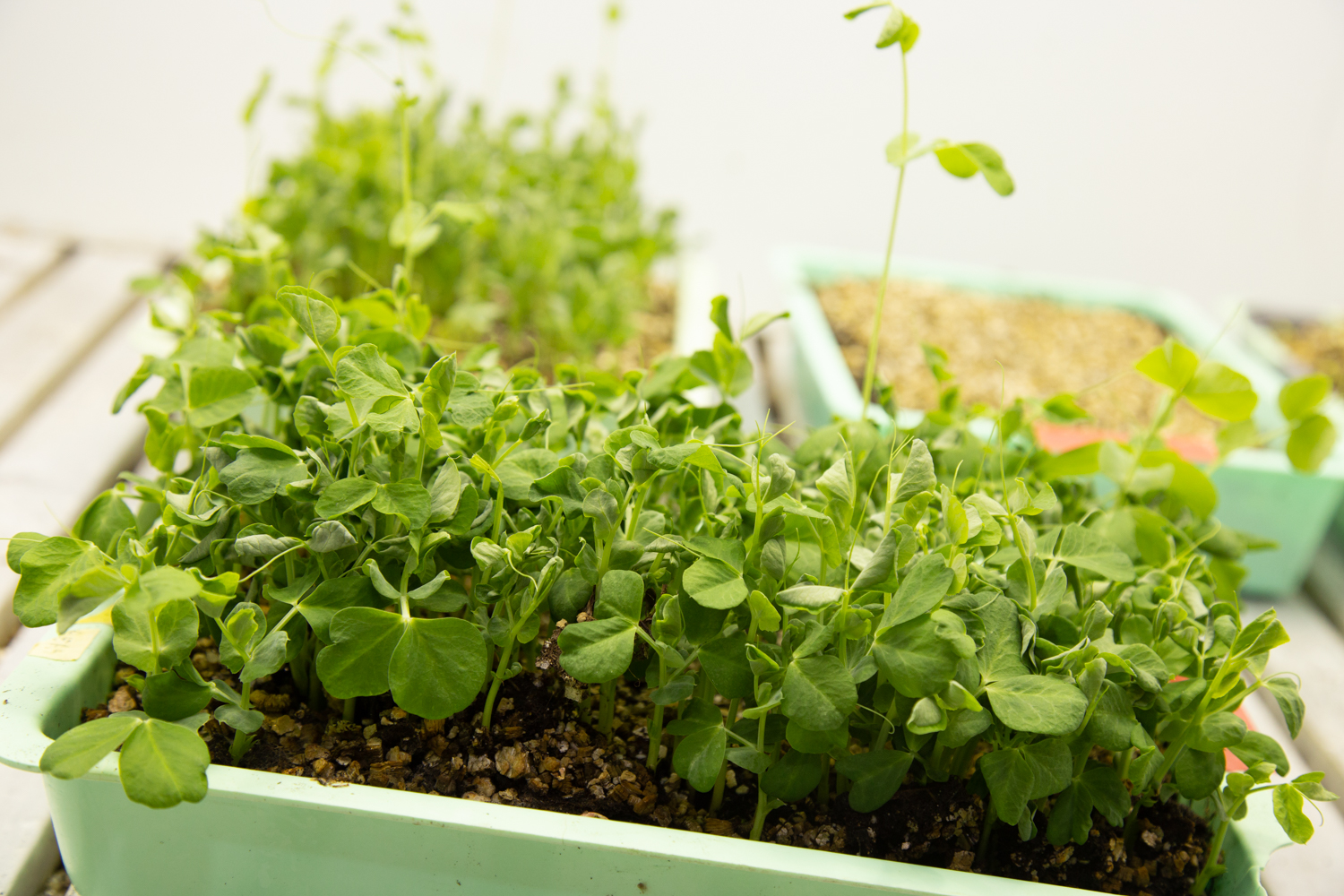 The garden pea plant.