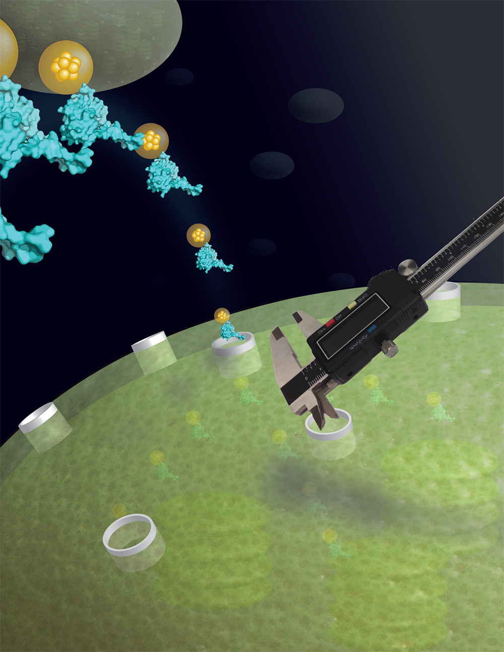 Chloroplast proteins are imported into chloroplasts.
