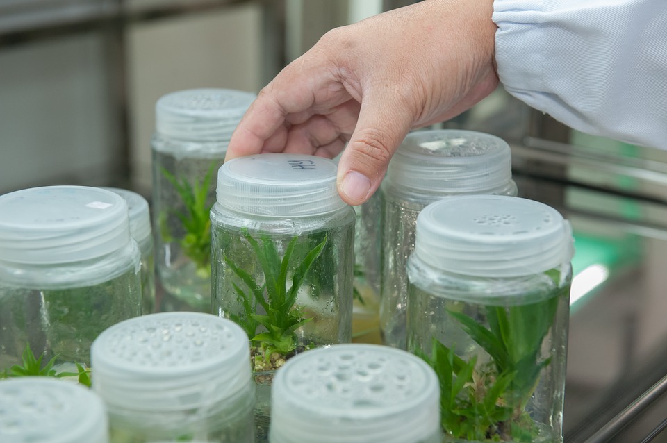 plant samples