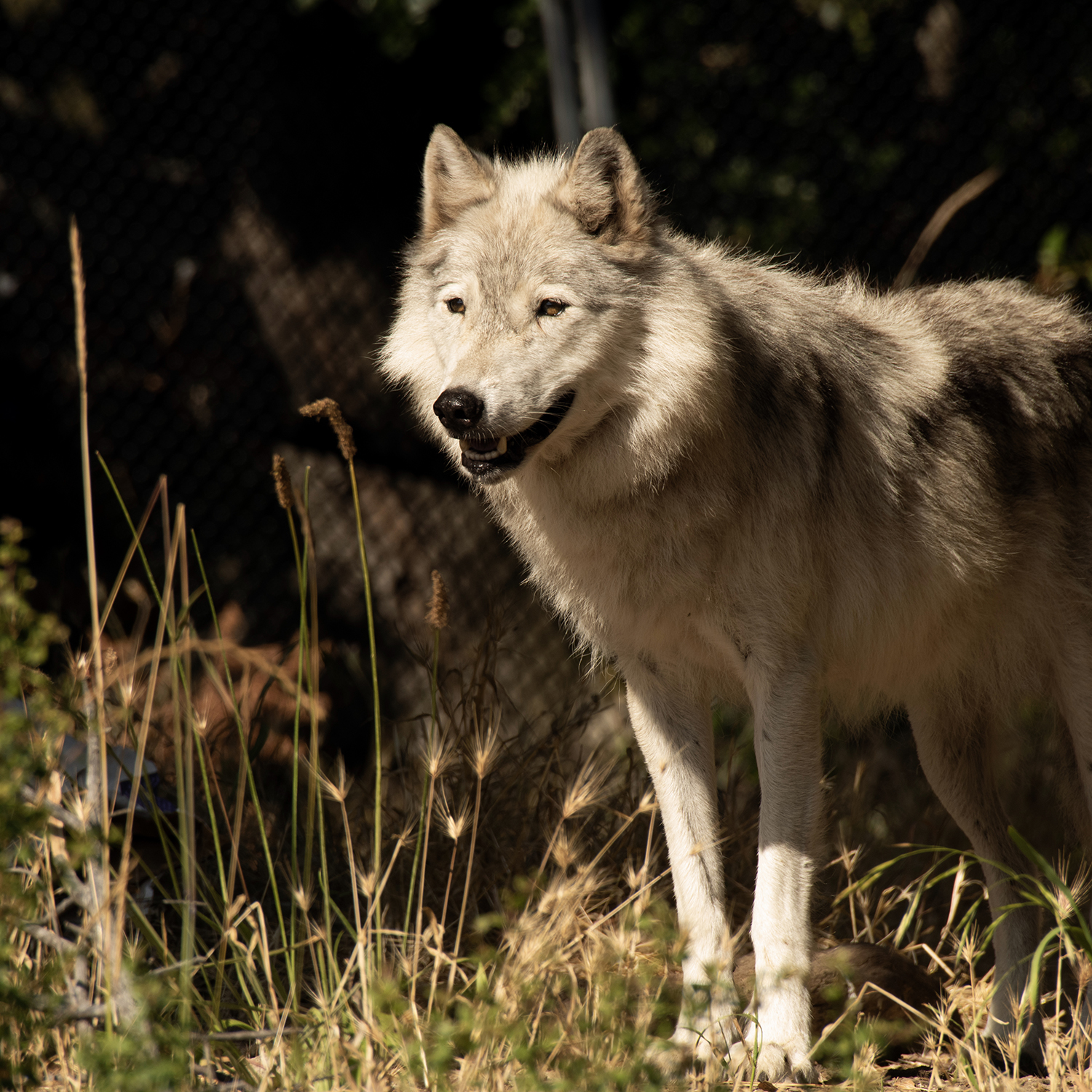 Wolf standing in dry grass