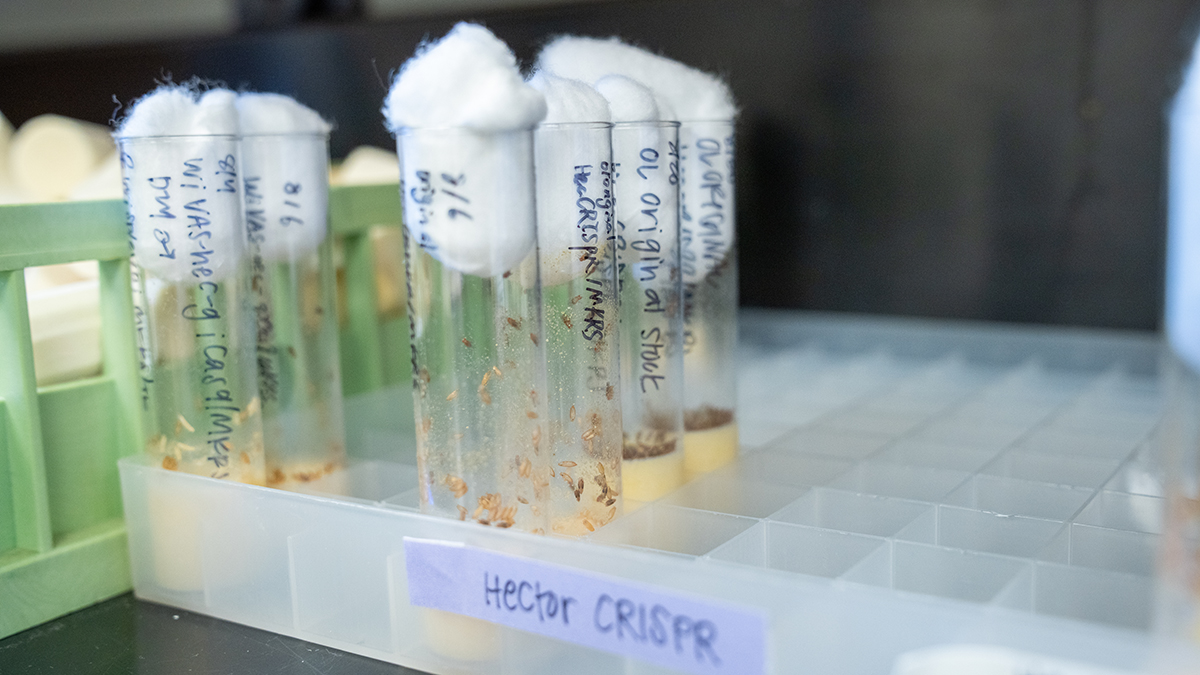 Rows of clear vials with cotton tops contain fruit flies used for experiments in the Hamada Lab.