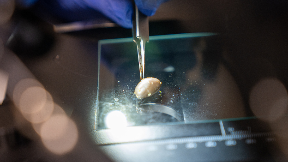 Small potato tuber being examined with fine tweezers