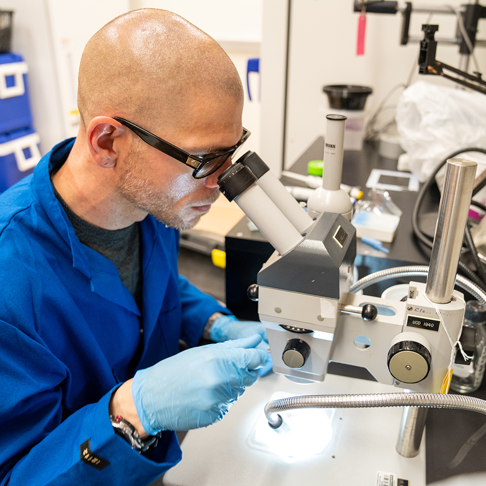 A researcher in a blue lab coat and gloves uses a microscope in a laboratory setting, focusing intently on their work.