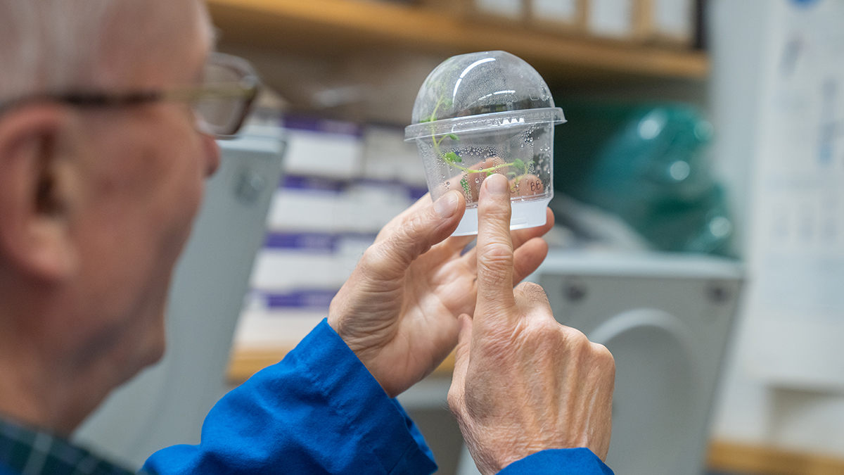 Researcher in blue gloves holds small plastic container containing a small potato plant