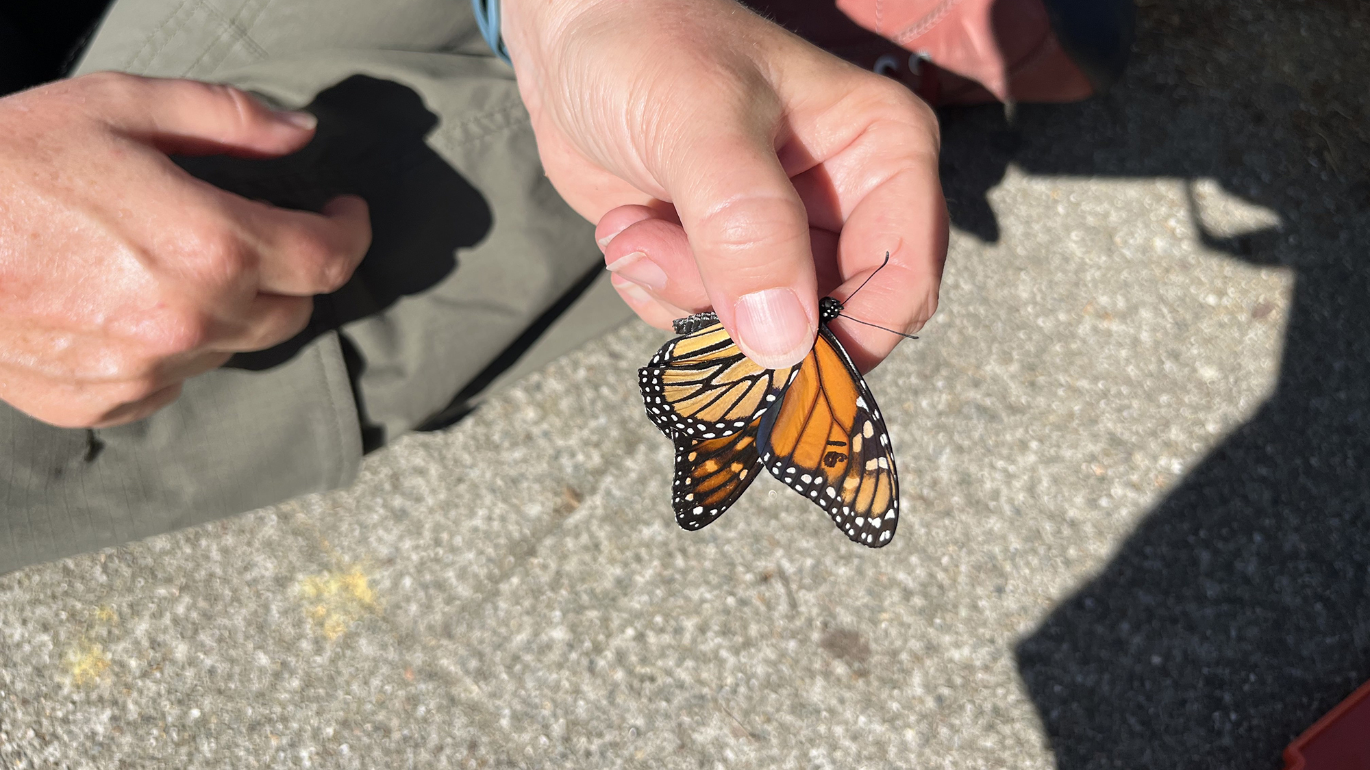 Close-up of a person's hand gently holding a monarch butterfly by its wings over a sunlit concrete surface, with the butterfly’s vivid orange, black, and white wing pattern clearly visible.