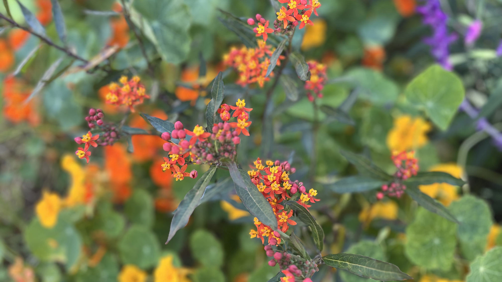 Close-up of a cluster of vibrant red and yellow milkweed flowers surrounded by green leaves, with a colorful background of blurred orange, yellow, and purple blooms.