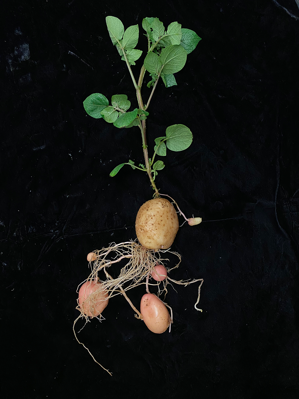 A full potato plant on black background showing roots up to leaves