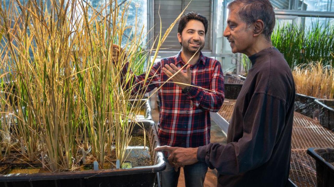 Postdoc Imtiyaz Khanday and Professor Venkatesan Sundaresan with cloned rice plants in a UC Davis greenhouse, December 2018. Khanday, Sundaresan and colleagues have solved the problem of propagating cloned, hybrid plants from seed — a long-sought discovery with big implications for global agriculture. It could make it easier for the world's poorest farmers to grow high-yielding, disease-resistant or climate-tolerant crops and save their seeds for future use. (Karin Higgins/UC Davis) Postdoc Imtiyaz Khanday and Professor Venkatesan Sundaresan with cloned rice plants in a UC Davis greenhouse