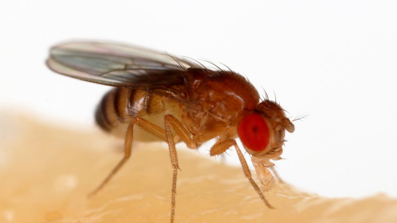 Drosophila melanogaster. Sanjay Acharya Drosophila melanogaster. Sanjay Acharya
