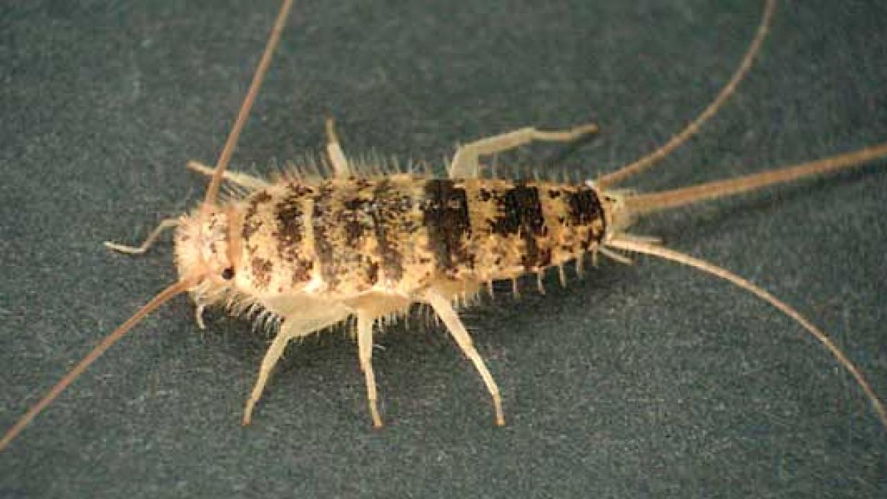 The firebrat (Thermobia domesticai), found throughout the world under rocks and leaf litter, is an indoor pest of dog food, stored foods, fabric and book bindings. David R. Madison A firebrat