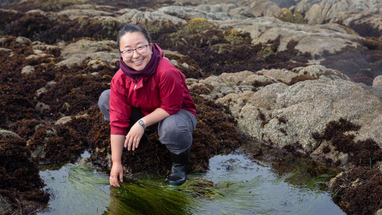 Since enrolling at UC Davis, Grace Ha has studied eelgrass through the lenses of ecology and natural history. She currently researches the role camouflage plays in these beds. David Slipher/UC Davis Grace Ha sifts through a tide pool in Horseshoe Cove