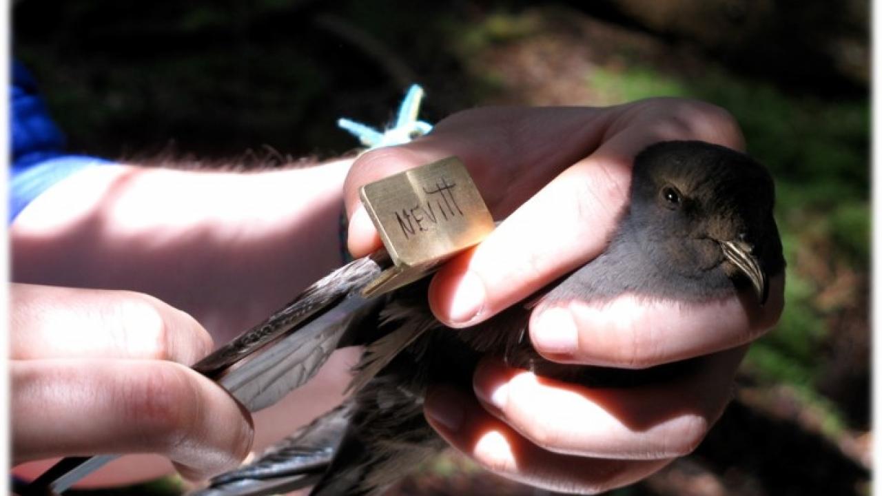 Tube-nosed seabirds, like the Leach’s storm-petrel, have an excellent sense of smell, using it to find food on the open ocean and to navigate to a home burrow. Courtesy photo Hands hold a Leach's storm-petrel.