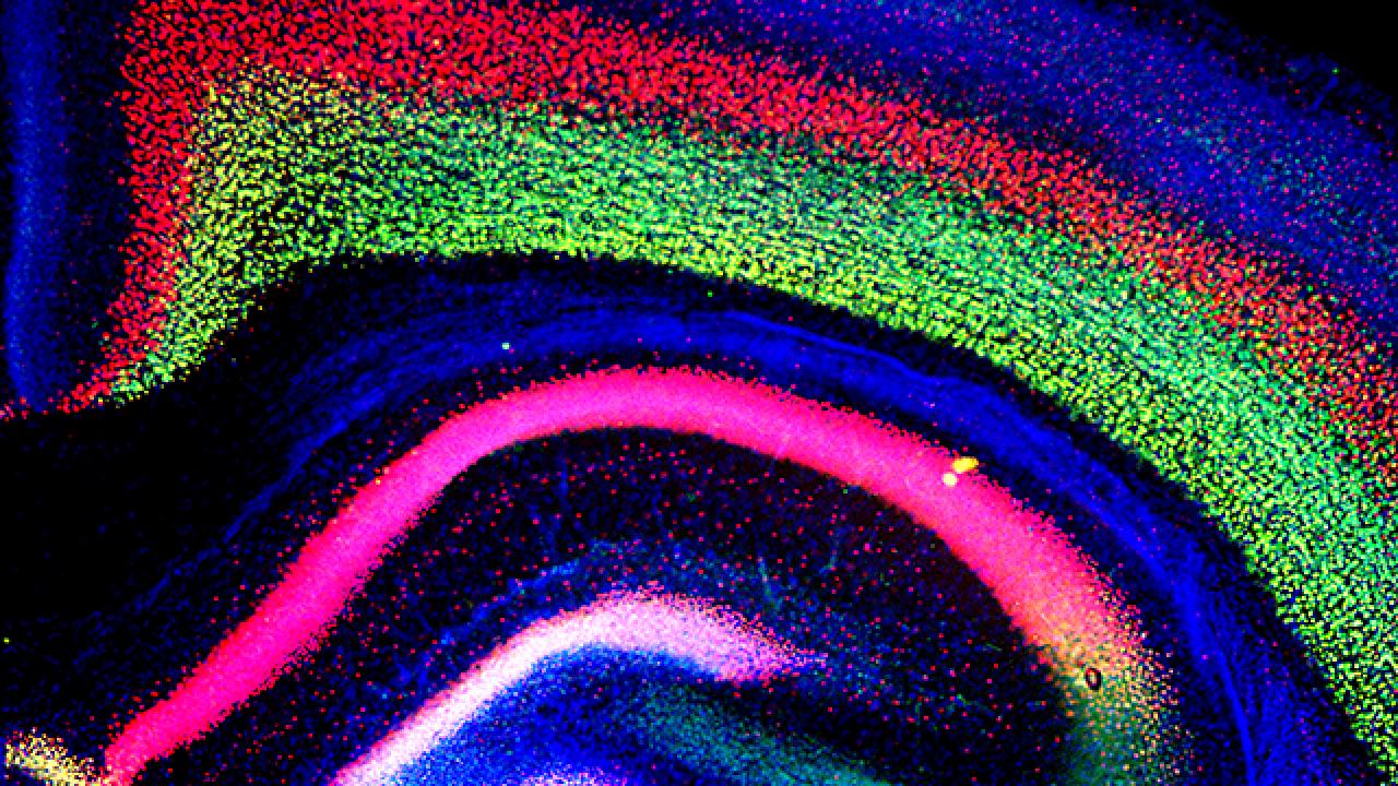 mouse cortex
