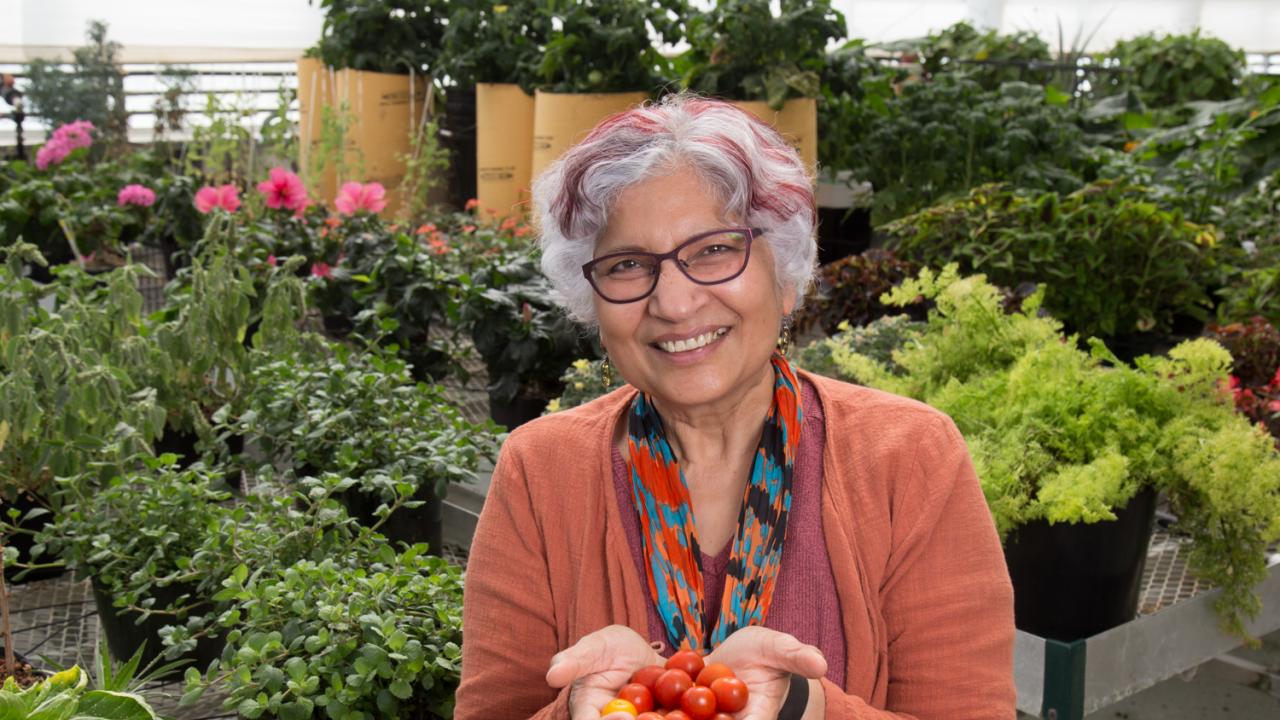 For her long-term contributions to the plant biology field, Sinha was recently honored by the American Society of Plant Biologists (ASPB) with a Fellow of ASPB Award, which recognizes distinguished members who have contributed to the society for at least 10 years. David Slipher/UC Davis For her long-term contributions to the plant biology field, Sinha was recently honored by the American Society of Plant Biologists (ASPB) with a Fellow of ASPB Award, which recognizes distinguished members who have contributed to the society for at least 10 years.