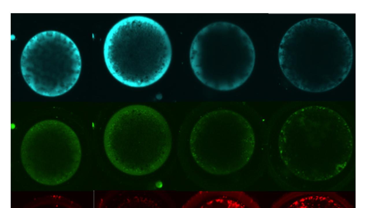 Oocyte cells
