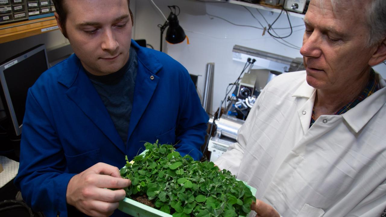 This story of how a graduate student and his two major professors made a significant find didn’t follow a straightforward path. David Slipher/UC Davis Philip Day and Steven Theg