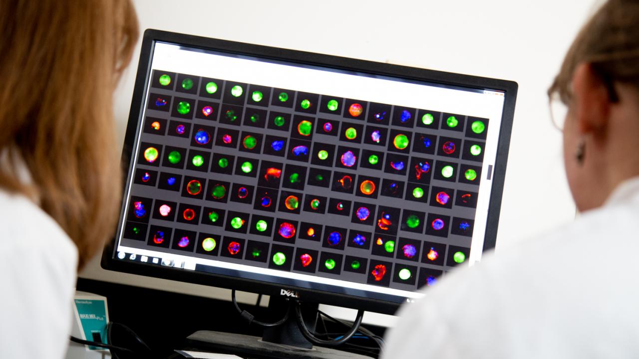 Ralston initially discovered trogocytosis, or “cell nibbling,” in the single-cell gut parasite Entamoeba histolytica as a postdoc at the University of Virginia and has continued to work on it since joining UC Davis in 2014. David Slipher/UC Davis Computer screen with cell nibbling.