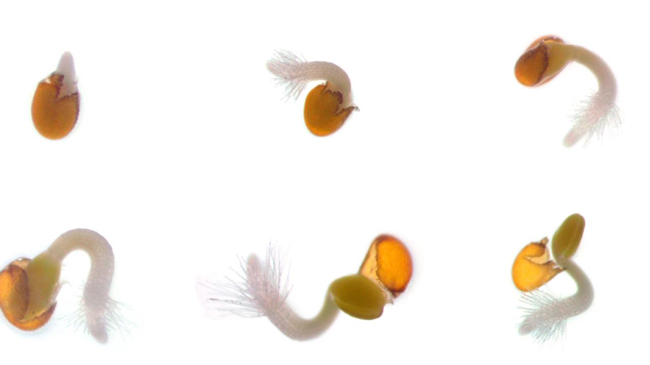 The researchers exposed the seeds of Arabidopsis thaliana to 13 different chilling treatments and measured their responses. Alena Kravchenko Arabidopsis seeds
