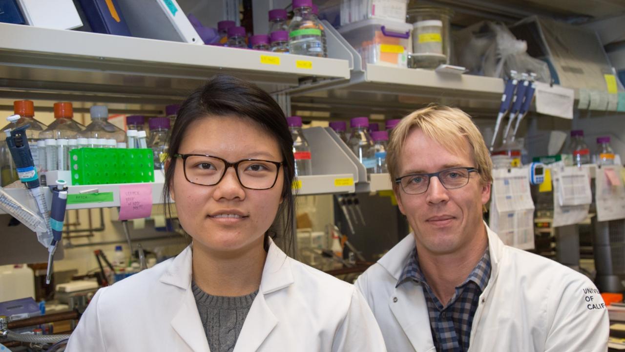Sharon Lee, a Biochemistry, Molecular, Cellular and Developmental Biology graduate student, and Mark Huising, associate professor of neurobiology, physiology and behavior, study the cellular mechanisms of diabetes. David Slipher/UC Davis Sharon Lee, a Biochemistry, Molecular, Cellular and Developmental Biology graduate student, and Mark Huising, associate professor of neurobiology, physiology and behavior, study the cellular mechanisms of diabetes. David Slipher/UC Davis