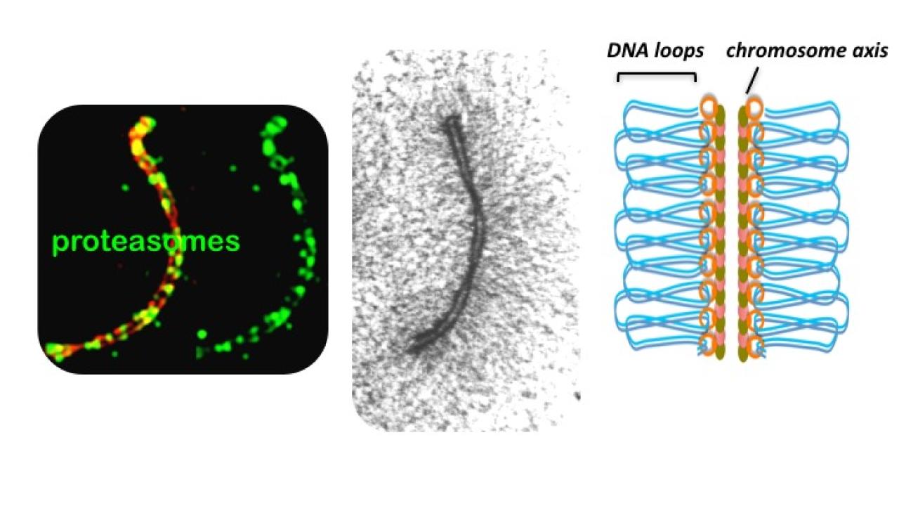 On the left, proteasomes (green) attach to the chromosome axis. The axis is a protein scaffold that allows DNA to form loops for crossovers to occur. Image: Neil Hunter