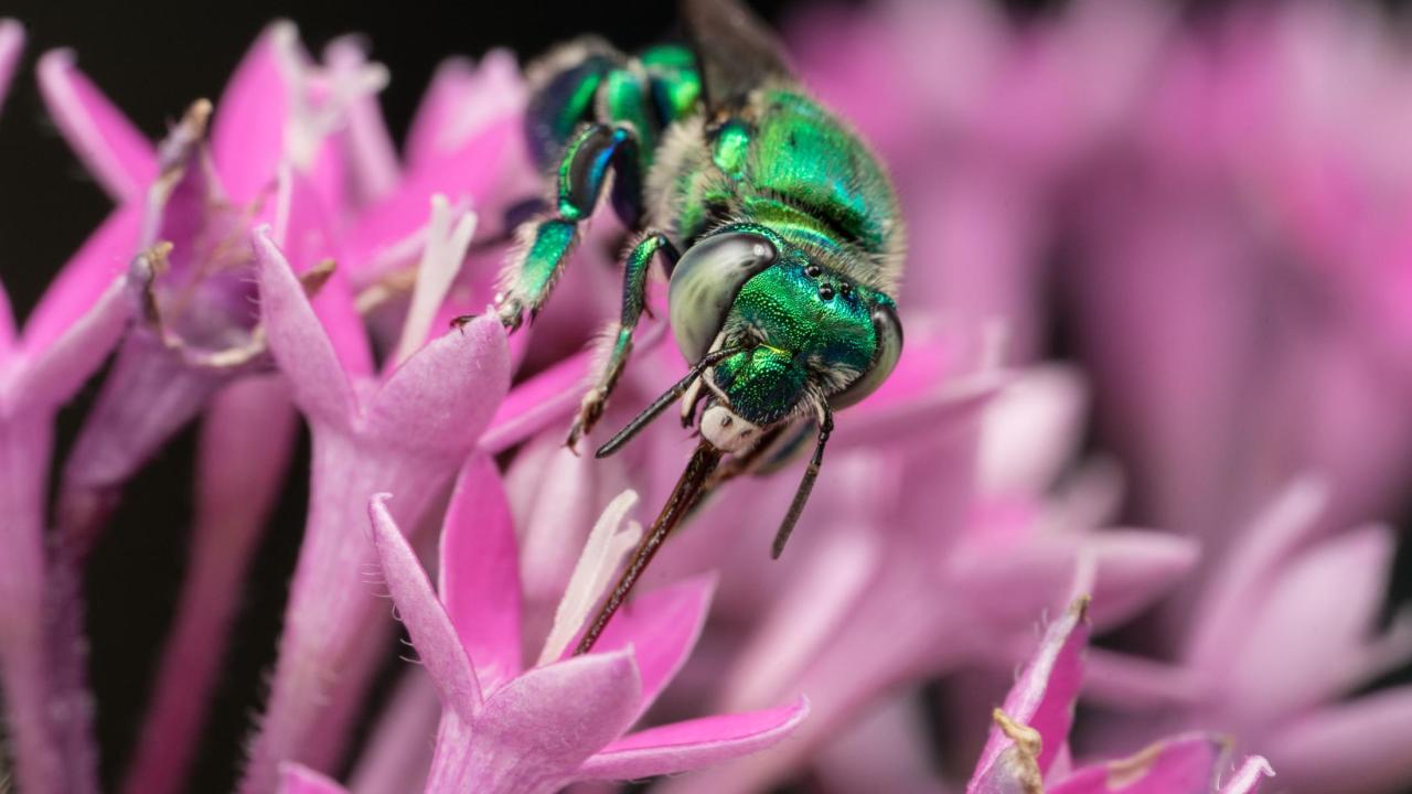 In a study appearing in Nature Communications, UC Davis researchers have linked the evolution of sexual signaling in orchid bees to a gene that’s been shaped by a species’ perfume preferences. Thomas Eltz Orchid bee
