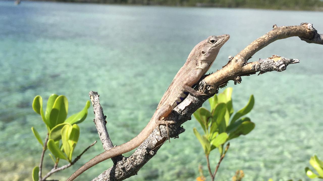 Risk-taking behavior of the brown anole (Anolis sagrei) is providing researchers a new glimpse into evolutionary behavior. Oriol Lapiedra Brown anole (Anolis sagrei)