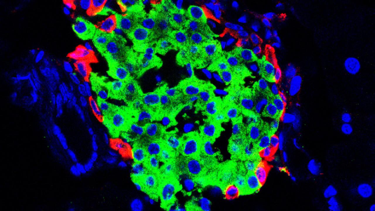 An islet of Langerhans with urocortin stained green in beta cells. Glucagon-making cells are stained red. Credit: Mark Huising. Mark Huising's lab has now identified a key part of the conversation going on between cells in the pancreas. A hormone called urocortin 3, they found, is released at the same time as insulin and acts to damp down insulin production.