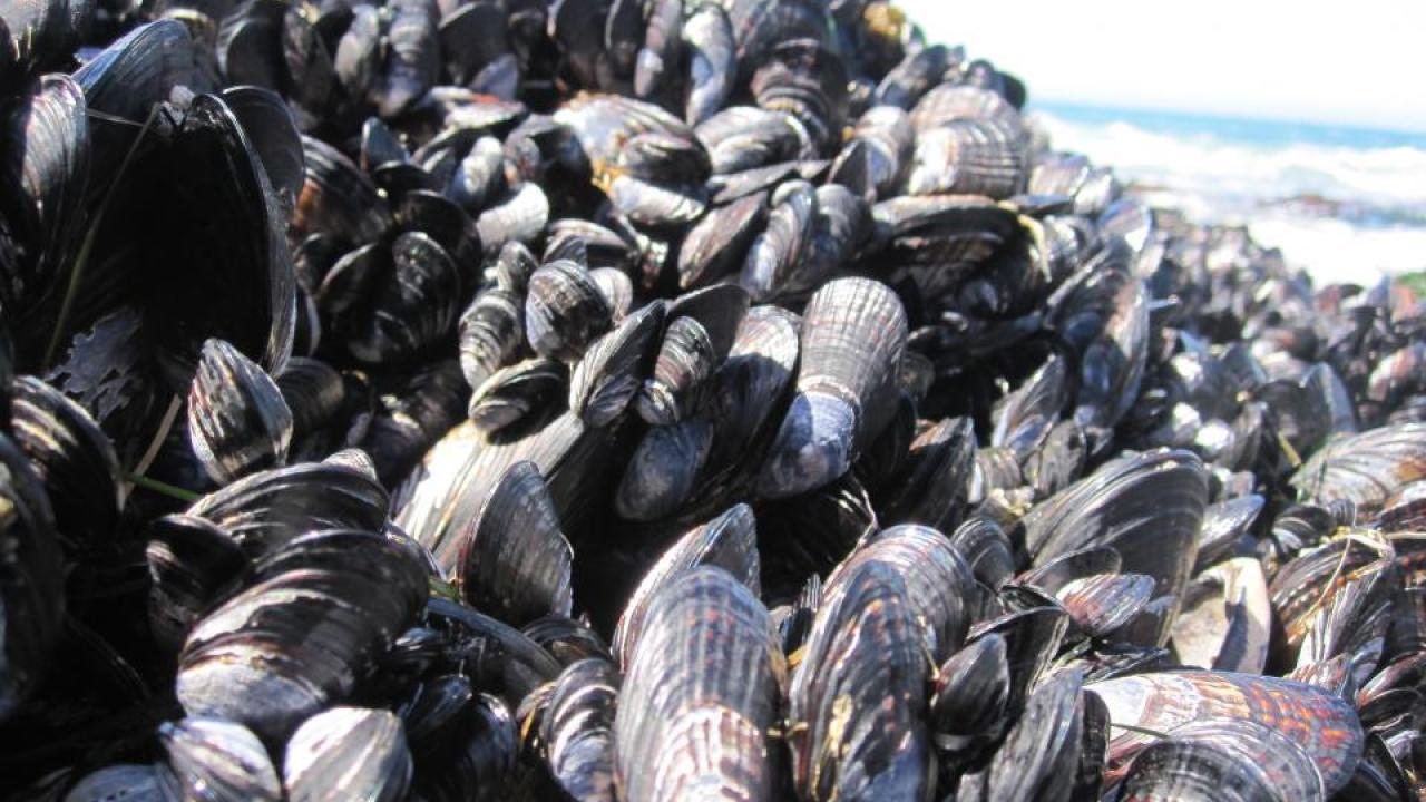 This bed of mussels at Bodega Marine Reserve provides habitat for an ecosystem of smaller species. (Photo: Laura Jurgens)