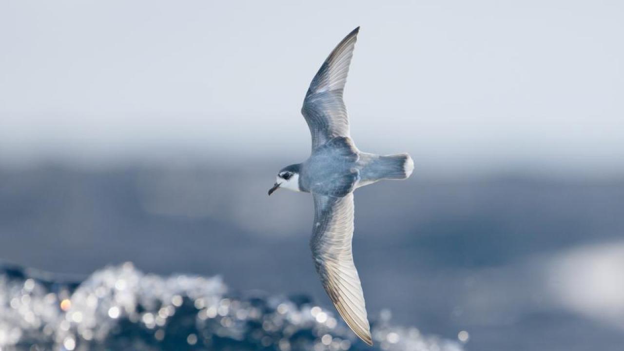 Some species of seabirds, including blue petrels, are particularly vulnerable to eating plastic debris at sea. Credit: J.J. Harrison. Some species of seabirds, including blue petrels, are particularly vulnerable to eating plastic debris at sea. Credit: J.J. Harrison.