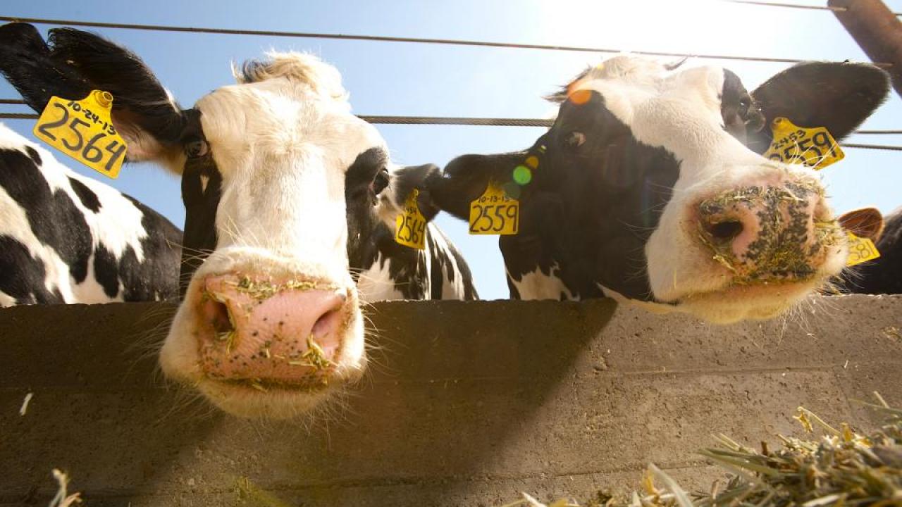 Holstein cattle at the UC Davis Dairy Facility. Chromosomes from a legendary bull born in 1962 account for almost 14 percent of the genome in the current Holstein population in the United States. A genetic mutation traced back to that bull, Pawnee Farm Arlinda Chief, is thought to be responsible for an estimated 500,000 spontaneous abortions in Holstein cattle worldwide. (Gregory Urquiaga/UC Davis)