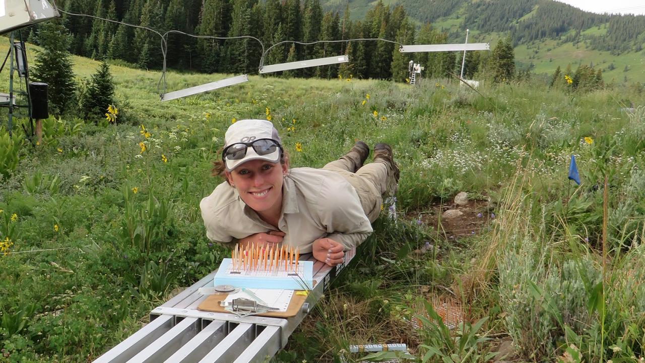 Anne Marie Panetta, '17 Ph.D., studies the effects of climate warming on northern rock jasmine wildflowers in the Colorado Rocky Mountains. Courtesy photo Anne Marie Panetta, '17 Ph.D., studies the effects of climate warming on northern rock jasmine wildflowers in the Colorado Rocky Mountains. Courtesy photo