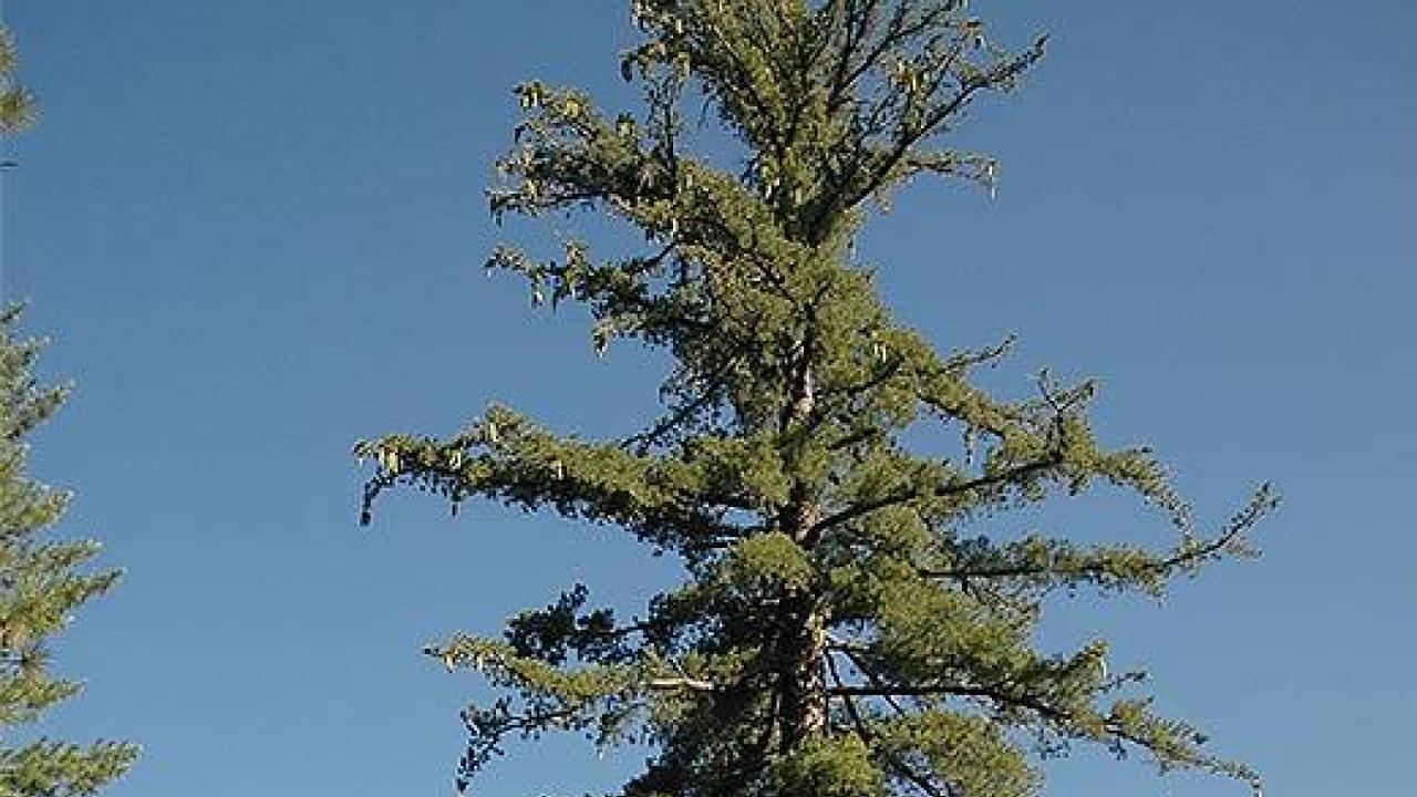 This cone-laden sugar pine grows in the Stanislaus-Tuolumne Experimental Forest of California's Stanislaus National Forest. The genome of California’s legendary sugar pine, which naturalist John Muir declared to be “king of the conifers” more than a century ago, has been sequenced by a research team led by UC Davis scientists.