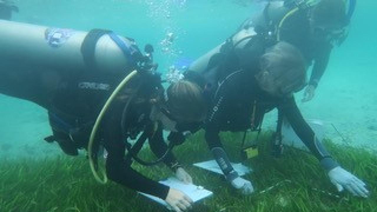 UC Davis researchers monitor seagrass in South Sulawesi, Indonesia (left to right: Jordan Hollarsmith, Susan Williams, Katie DuBois). Christine Sur UC Davis researchers monitor seagrass in South Sulawesi, Indonesia (left to right: Jordan Hollarsmith, Susan Williams, Katie DuBois). Christine Sur