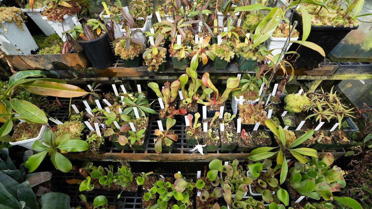 Potted carnivorous plants on greenhouse shelves, labeled with white tags.