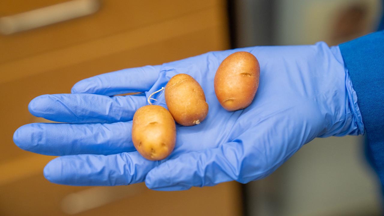 Three small tan potatoes being held by someone wearing a blue lab glove