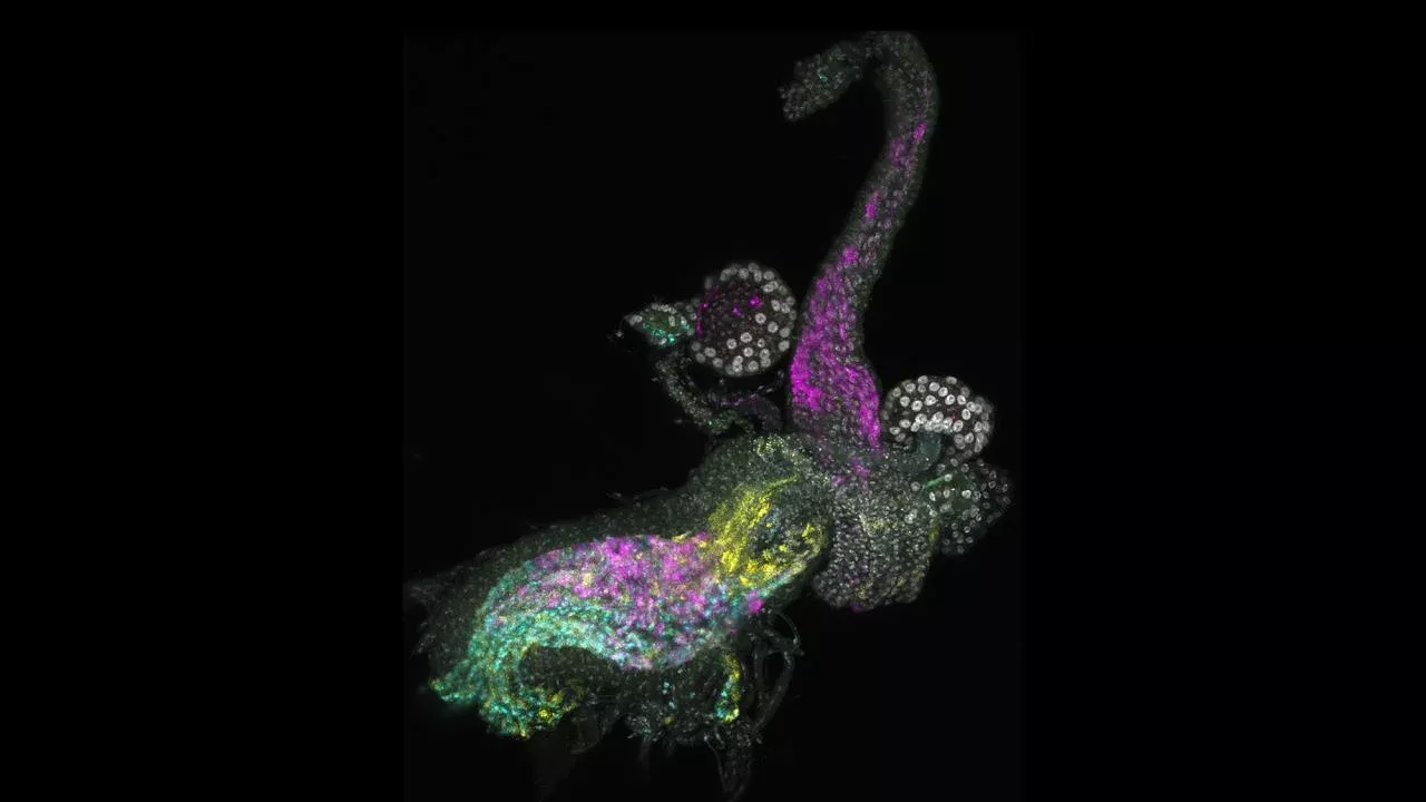 Confocal image of a Drosophila uterus with fluorescent markers in magenta, green, yellow, and cyan, highlighting cellular structures and nuclei.