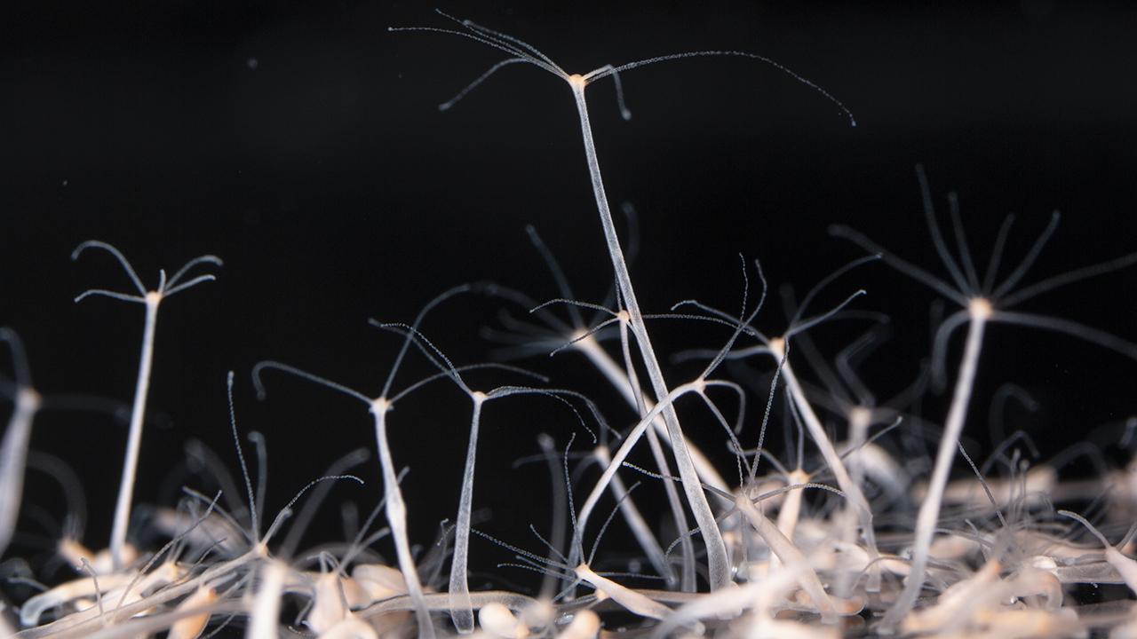 Closeup image of hydra vulgaris against black background