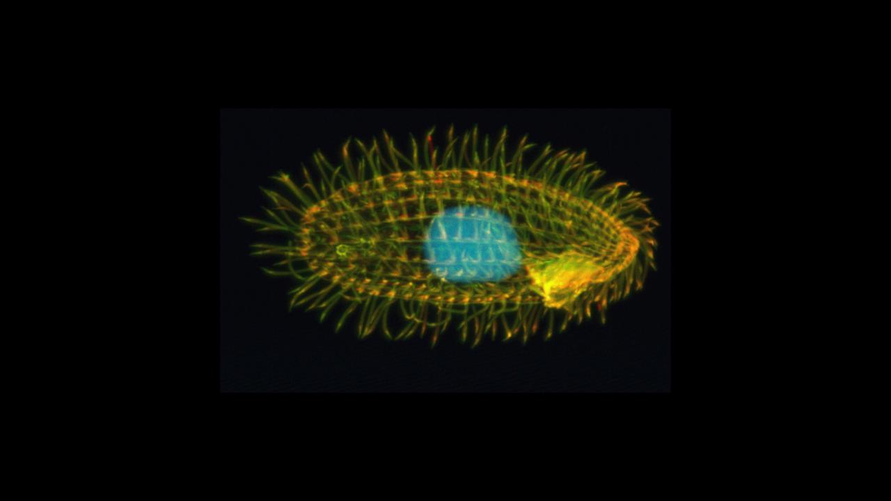 Tetrahymena