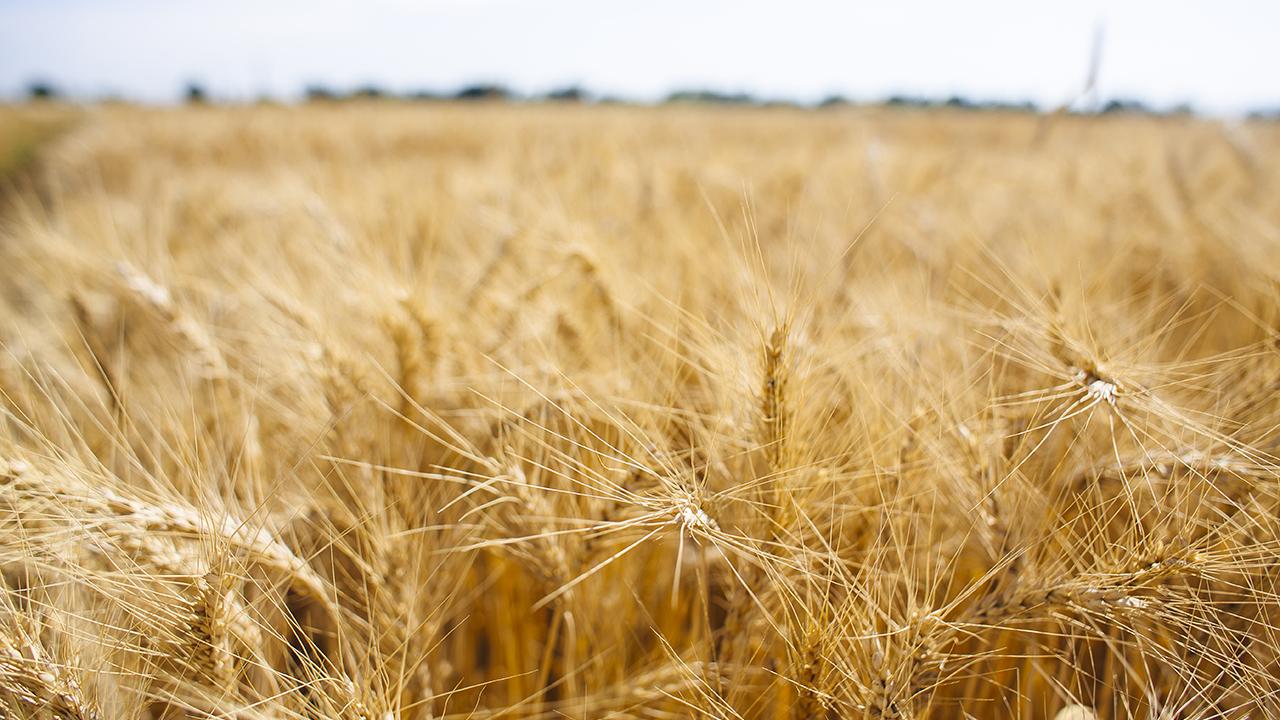 Wheat field
