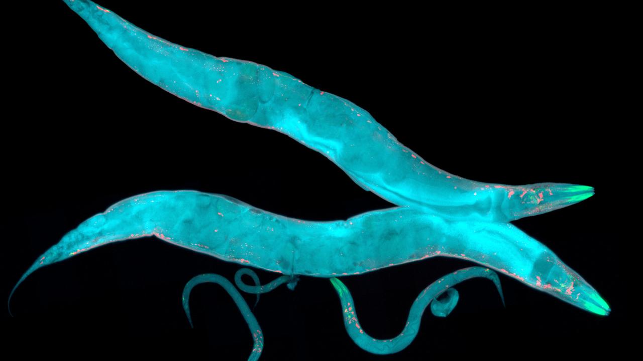A fluorescent microscopy image of two glowing turquoise nematodes against a black background, with red-highlighted structures scattered throughout their bodies.