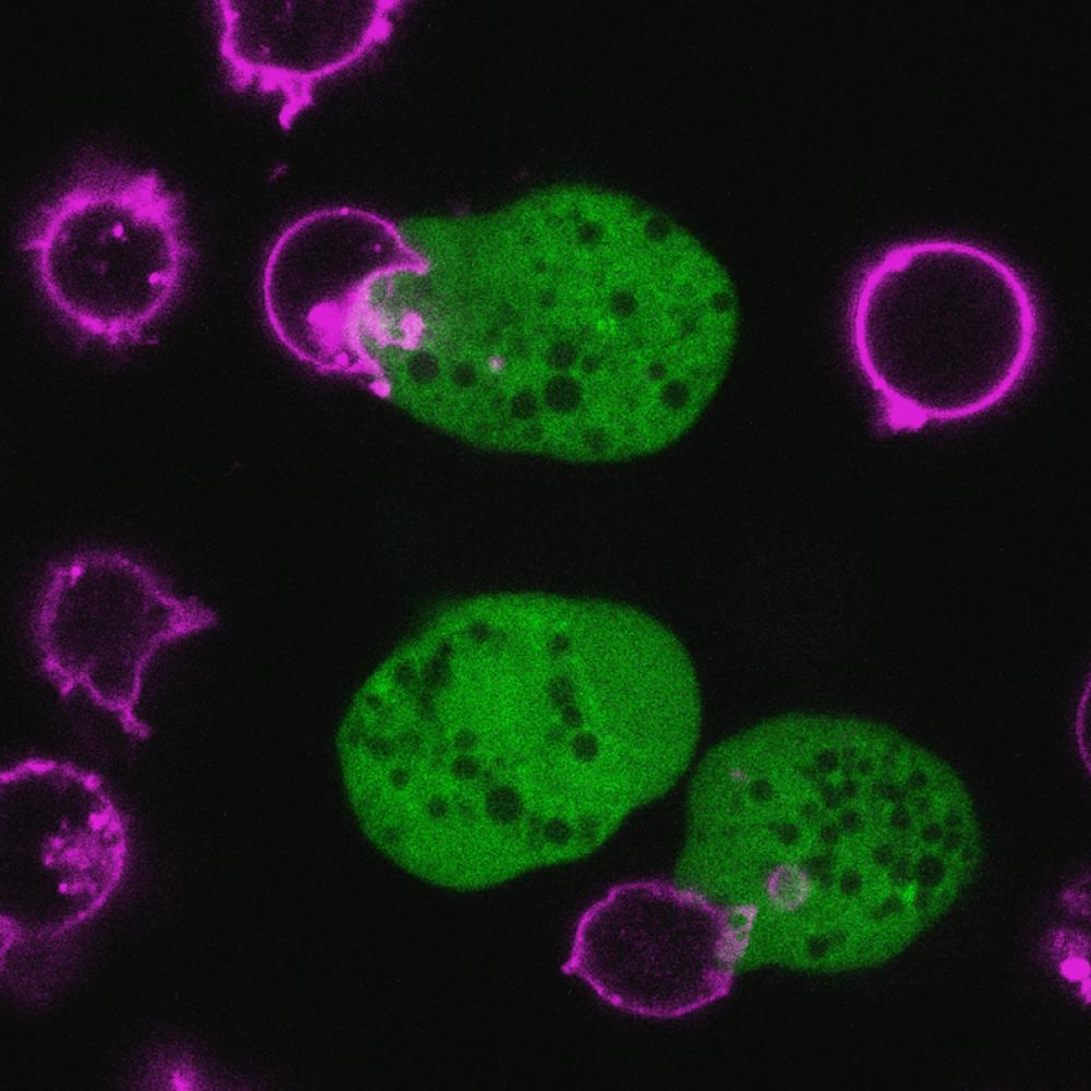 Fluorescent microscopy image shows green amoeboid cells surrounded by magenta ring-shaped immune cells on a black background.