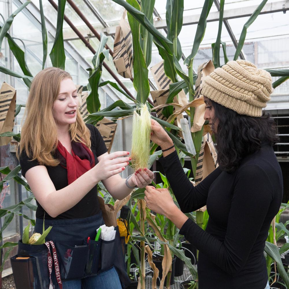 Two individuals in a green house in discussion