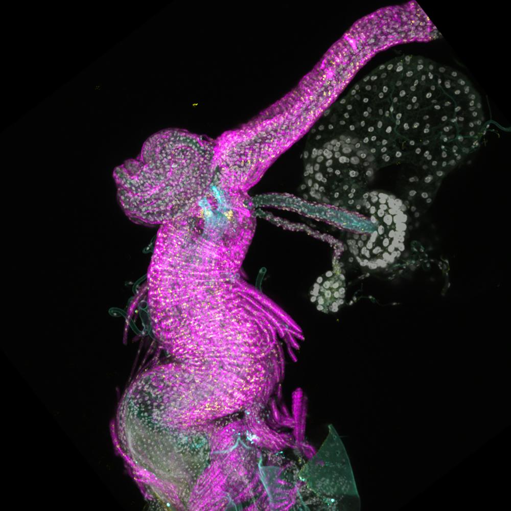High-resolution fluorescent image of an insect or arthropod body structure, with glowing magenta and teal components against a black background.