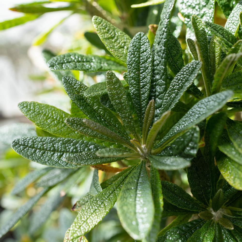 Close-up of tapered green leaves that extend outwards in a series of 10 leaves