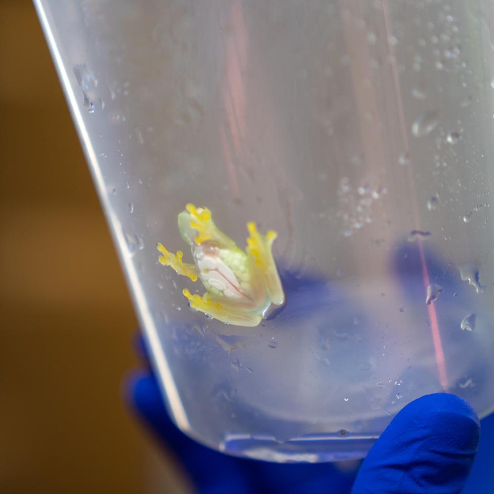 Close-up of a pale green frog in a translucent tube with a blue cap at the bottom