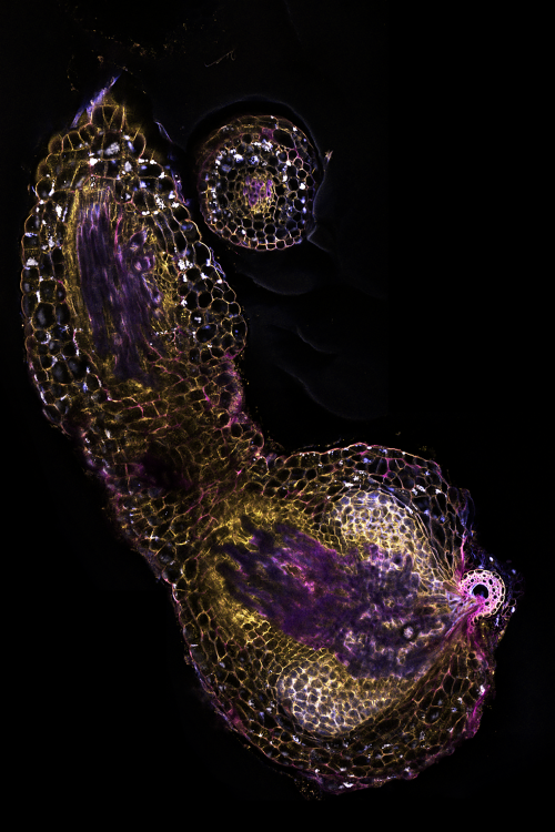 Cross-sections of sorghum roots (brightly stained concentric circles in pink that are infected by witchweed (Striga hermonthica). The researchers showed that soil microbes help sorghum resist witchweed infections by inducing changes in sorghum root structure. (Tamera Taylor / UC Davis)